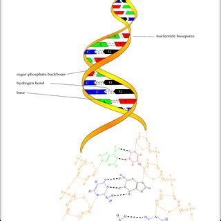 dna double helix structure  scientific diagram