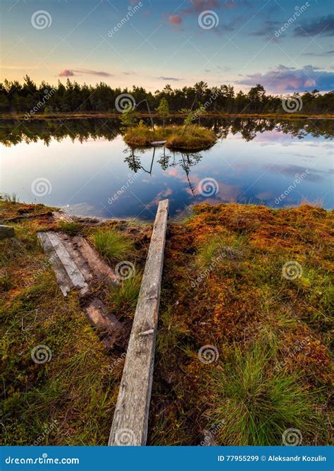 Swamp Lake on a Hiking Trail in Selisoo, Estonia. Stock Image - Image