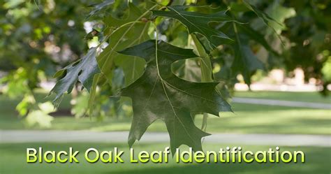 Black Oak Leaf Identification Guide Shape Size Texture
