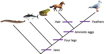 Branching Tree Diagram | Definition, Uses & Structure | Study.com