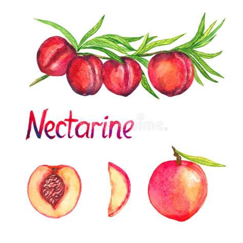 Nectarine Stock Illustrations 2453 Nectarine Stock Illustrations