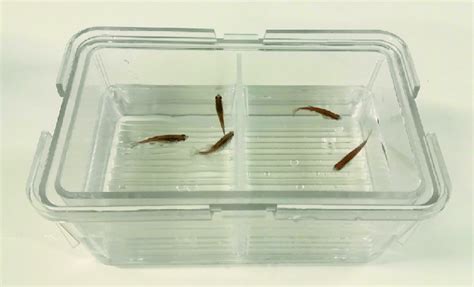 Example of a 1-L Breeding Tank Containing a Separating Barrier between... | Download Scientific ...