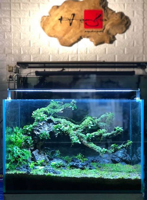 Bể Thủy Sinh Nature Layout Núi đá Bonsai Thác đổ Bts21 Phạm Gia Aqua