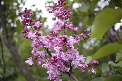 Саженцы сирени - Орехоплодный питомник