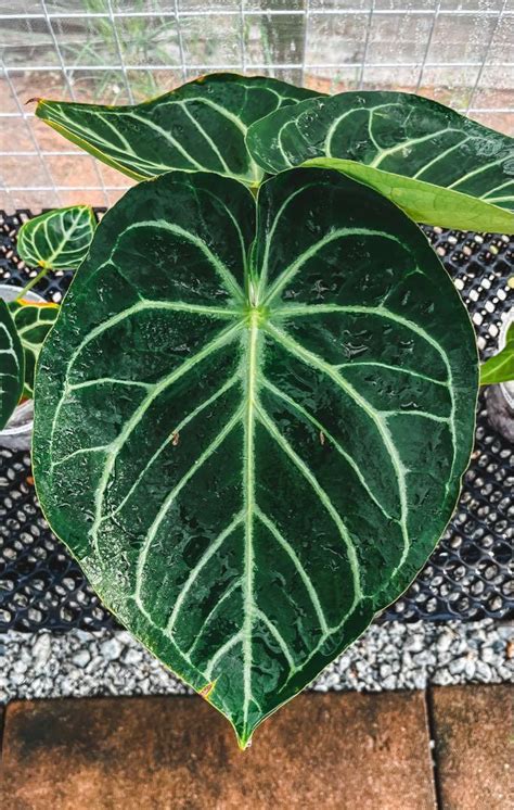 Rare Anthurium Dorayaki X Silver Blush Furniture Home Living