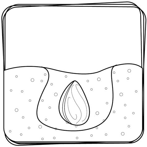 Seeds Coloring Page Preschool