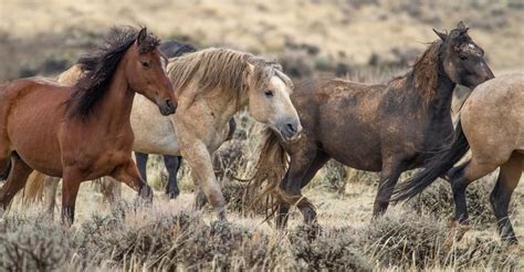 The Complex and Confounding Task of Wrangling America’s Wild Horses