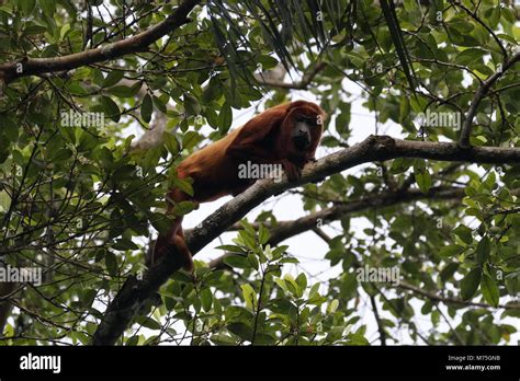 Red Howler Monkey Hi Res Stock Photography And Images Alamy