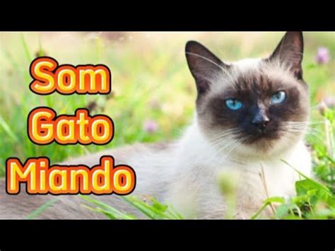 Som gato miando Som para chamar atenção do gato YouTube