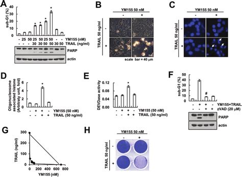 Ym Sensitizes Caki Cells To Trail Mediated Apoptosis A Caki Cells