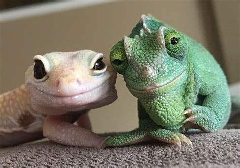 pin  joanna newell  scaly babies cute reptiles cute lizard cute
