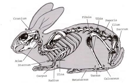 AnatomÍa Y FisiologÍa De Los Conejos Todosobreconejos