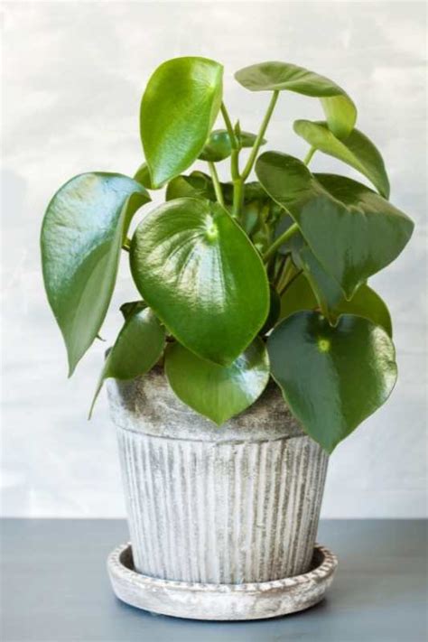 How to Care for a Peperomia Plant for Beginners - Growfully