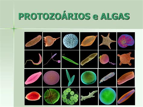 Os Protozoários São Seres Vivos Pertencentes Ao Reino Protista