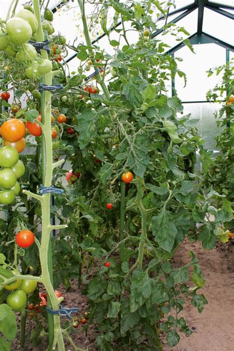 Eigenanbau Mit Gew Chsh Usern Obst Und Gem Se Im Eigenen Garten