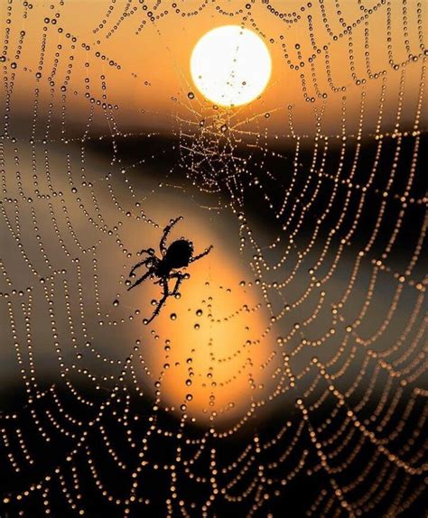 Spider web | Spider art, Macro photography, Spider web
