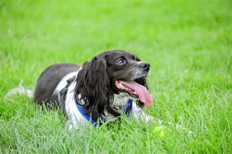 Cachorro Com Respiração Ofegante E Coração Acelerado