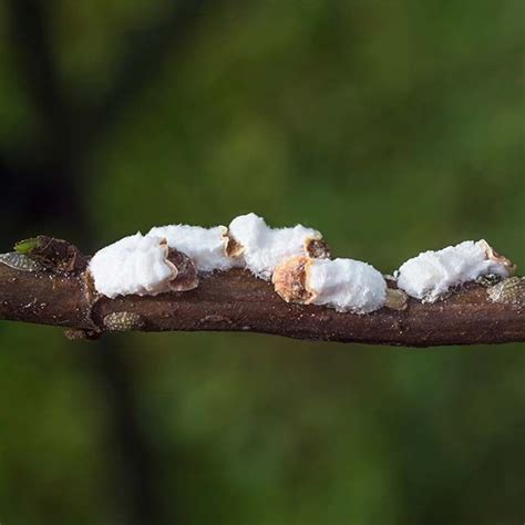 Do Privet Hedges Get Disease Exploring Their Health And Maintenance