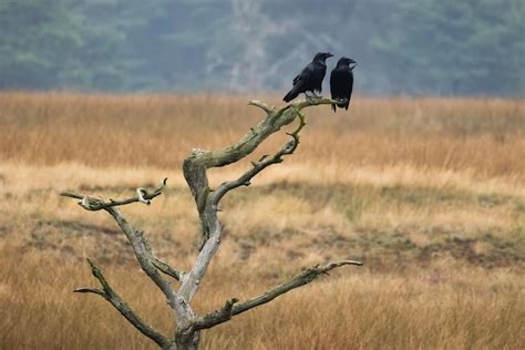 Premium Photo | Two common raven sitting on old tree in autumn nature