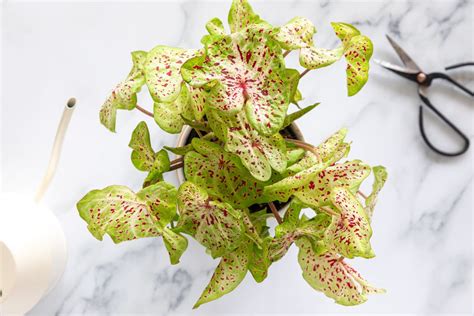 Caladium Plant Care Growing Guide