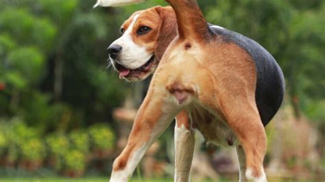 Pictures Of Swollen Female Dogs In Heat What A Female Dog In Heat