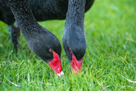 Cisne Negro Cisnes Aves Foto Gratis En Pixabay Pixabay