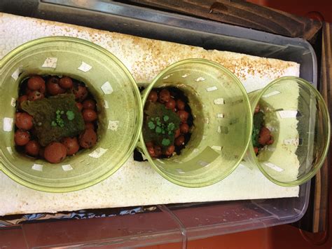Photos of day 4! – Hydroponic Strawberries