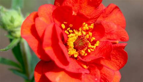 How To Sow Mrs Bradshaw Geum Seeds Welldales