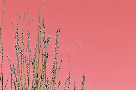 Bush Of Pussy Willow On Background Of Blue Sky Stock Photo Image Of Natural Grow