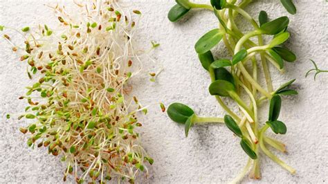 Sprouts Vs Microgreens What S The Difference And Which One Is Best For