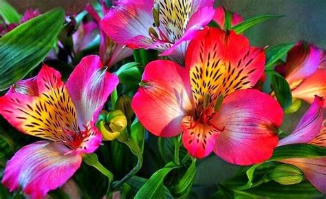 Альстромерия (50 фото): яркая и привлекательная лилия инков ...