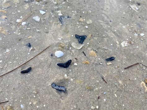 The Best Place To Find Sharks Teeth In Florida Reese H