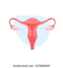 Thousand Inside Vagina Royalty Free Images Stock Photos Pictures Shutterstock