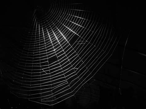 The Darkest Corners Of Knoxville Craigslist: What's Really Going On? Image 14