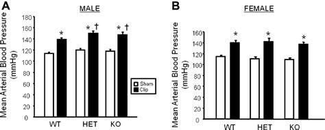 Sex Specific Effects Of Heme Oxygenase 2 Deficiency On Renovascular Hypertension Semantic Scholar