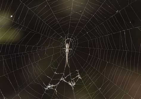 First Try Macro Flash Diffuser Behance