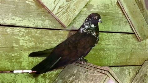 Николаевские голуби Василия Викторовича - YouTube