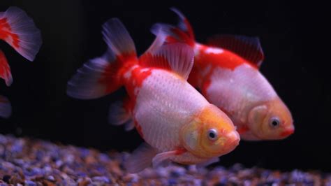 17 Small Goldfish Types - Full Guide (With Pictures)