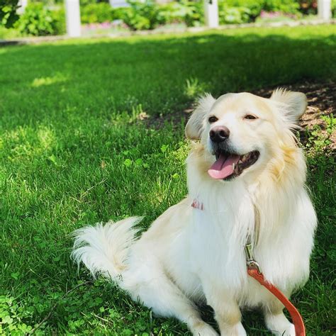 Golden Retriever Corgi Mix Corgi Mixed With Golden Retriev Flickr