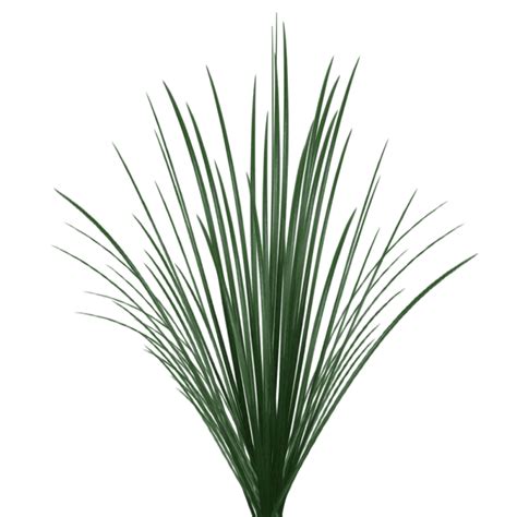 Bulk Pussy Willow Branches Toronto Bulk Flowers Wholesale