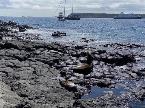 The Gal Pagos Sea Lions Zalophus Wollebaeki North Seymo Flickr