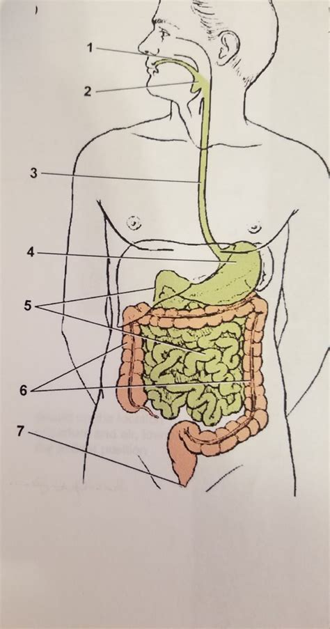 Digestive Labeling Gastrointestinal Tract Only Diagram Quizlet