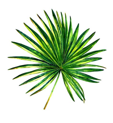 Fan Palm Tree Stock Illustrations 2068 Fan Palm Tree Stock