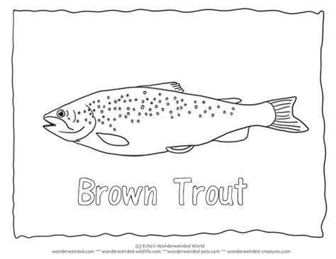 Trout Coloring Page