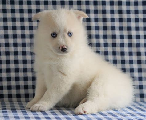 Pomsky For Sale Sugarcreek Oh Male Max Ac Puppies Llc