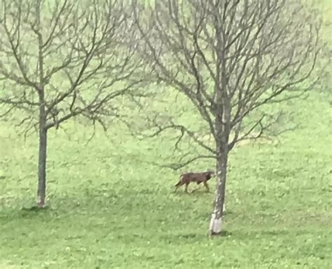 Avvistamento Nel Parco Un Lupo Passeggia Tra Le Panchine E I Giochi