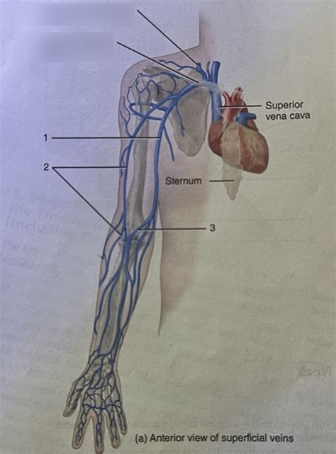 Anterior Vein Of Superficial Veins In Right Upper Extremity Diagram