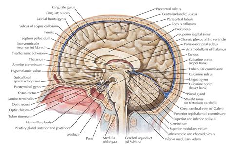 human anatomy chart human brain anatomy anatomy organs human anatomy
