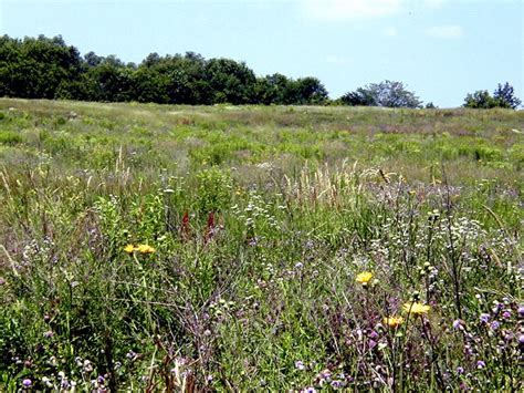 Waukegan Savanna Forest Preserve Lake County Forest Preserves