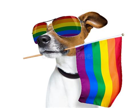 Perro Del Orgullo Gay Foto De Archivo Imagen De Igualdad